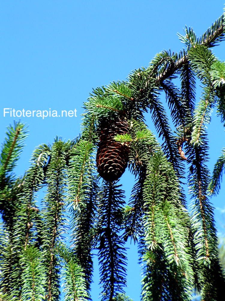 <i>Picea abies</i>