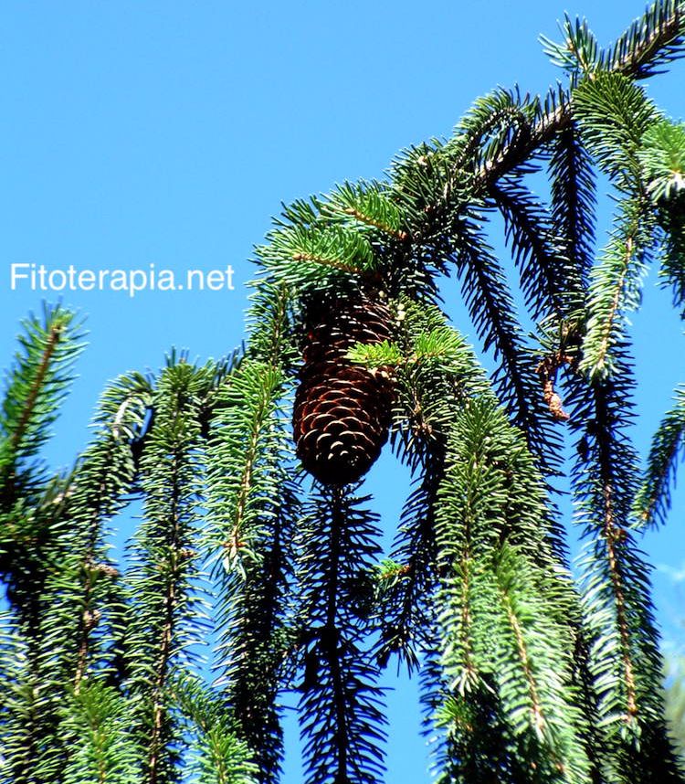 <i>Picea abies</i>