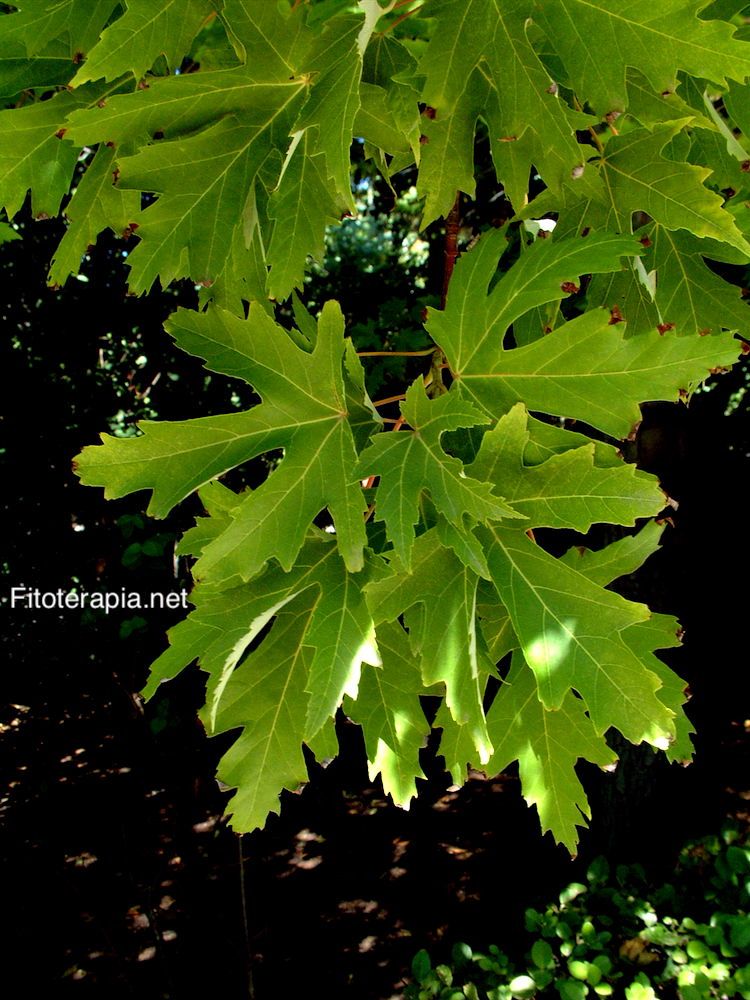 <i>Acer saccharinum</i>