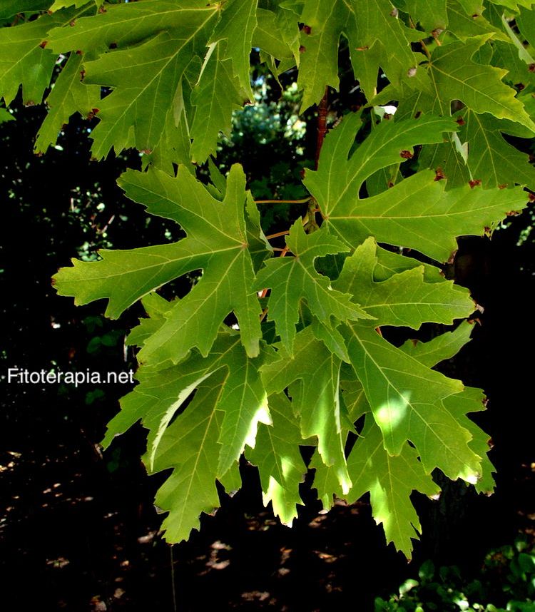 <i>Acer saccharinum</i>