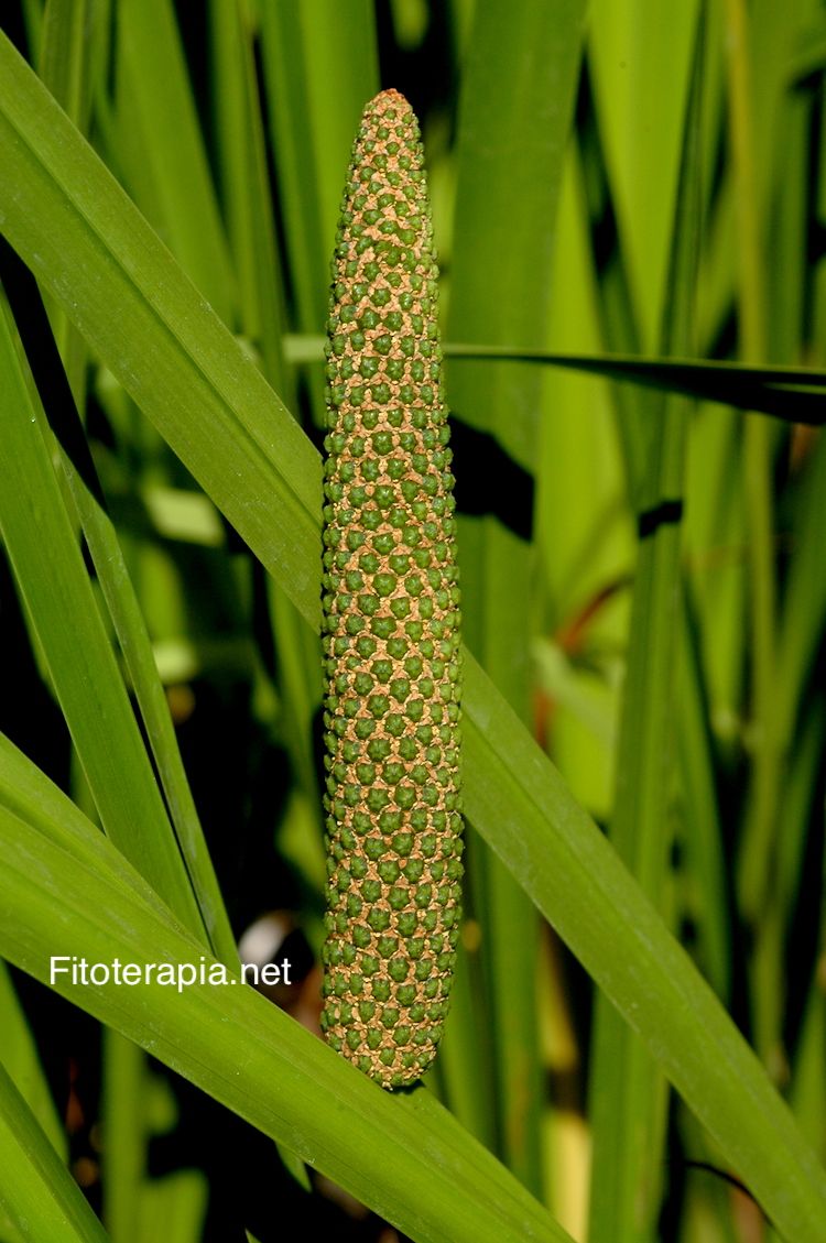 Cálamo aromático