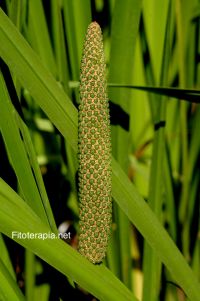Revisión de las plantas usadas en medicina tradicional en el tratamiento de la diarrea y sus mecanismos de acción.