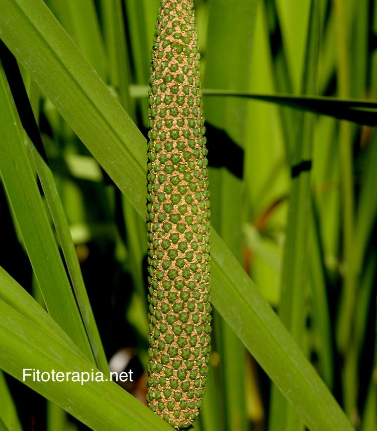 Cálamo aromático