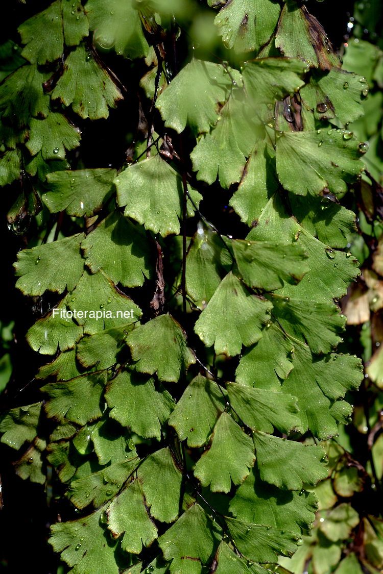 Culantrillo de pozo