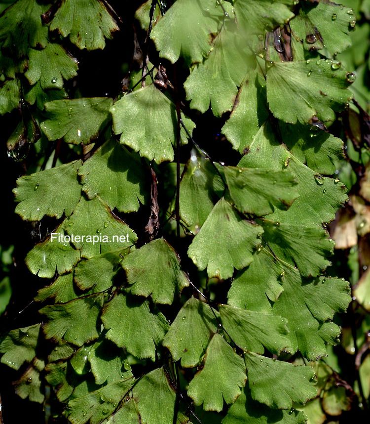 Culantrillo de pozo