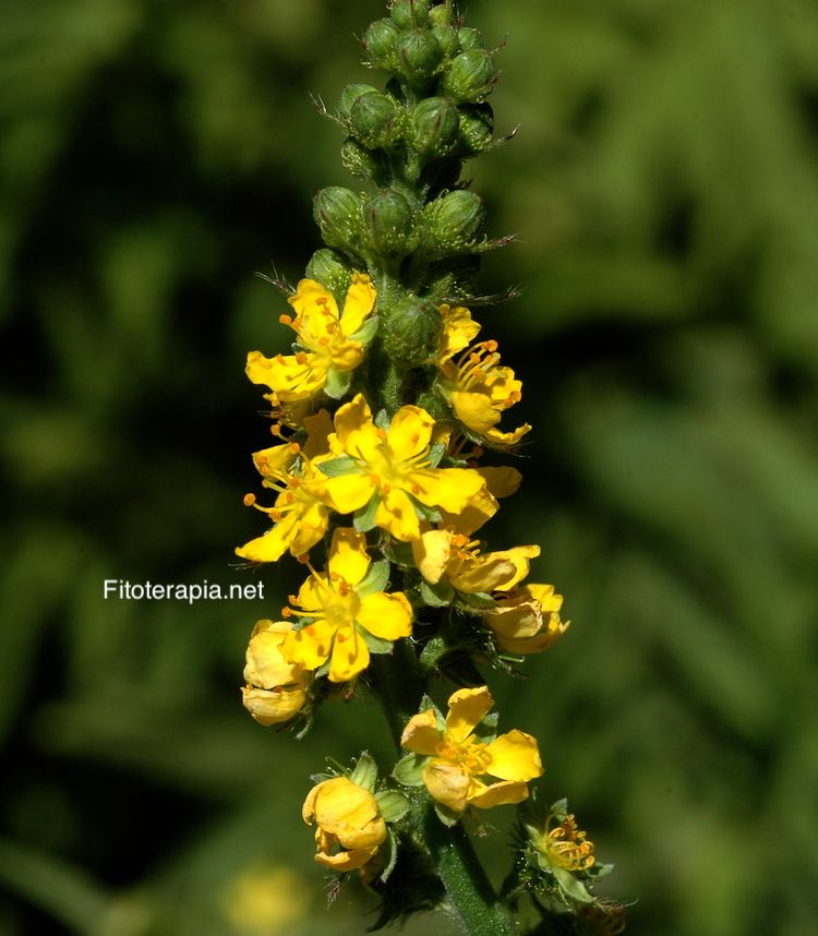 <i>Agrimonia procera</i>