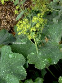  Estudio de especies de <i>Alchemilla</i> en el tratamiento de la endometriosis