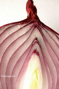Plantas medicinales utilizadas en afecciones dermatológicas en Navarra