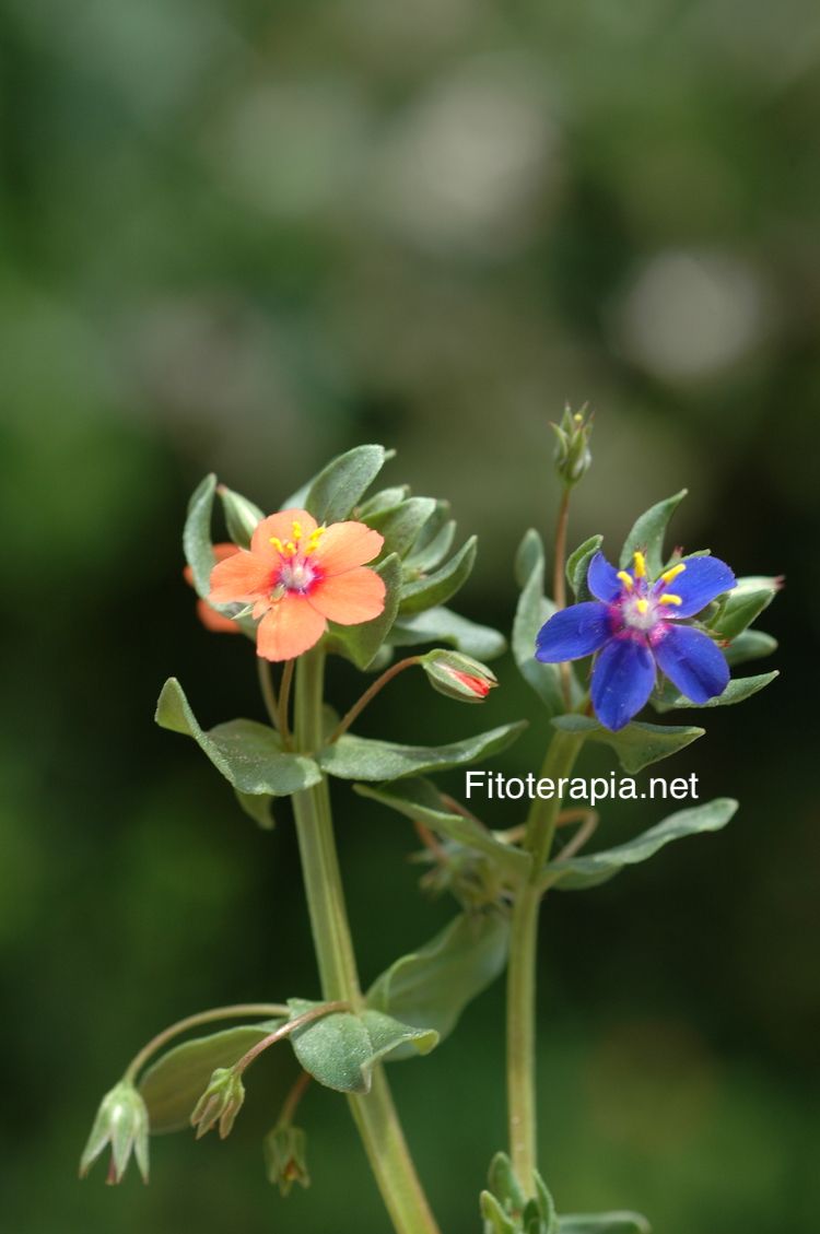 <i>Anagallis arvensis</i>