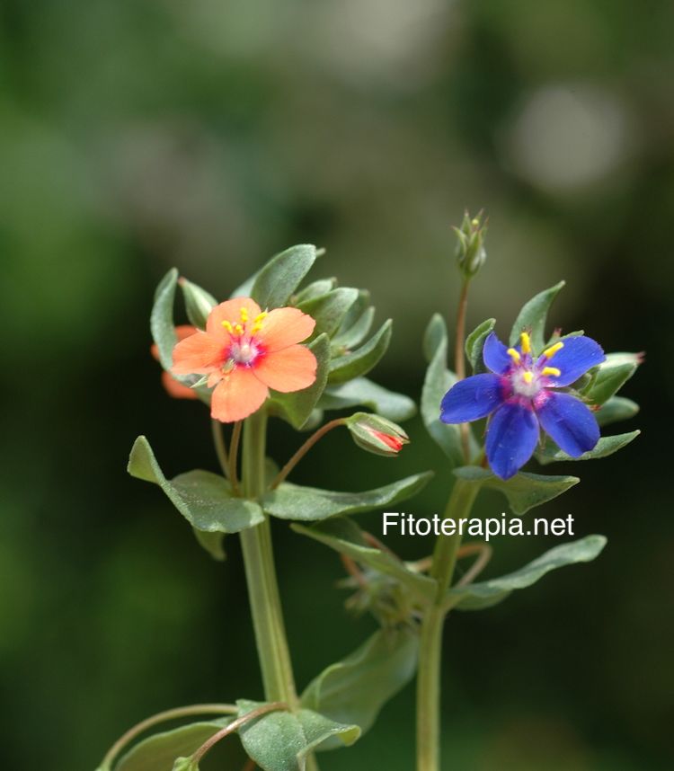 <i>Anagallis arvensis</i>