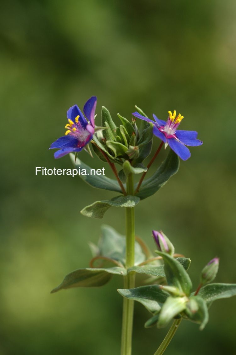 <i>Anagallis arvensis</i> ssp <i>foemina</i>