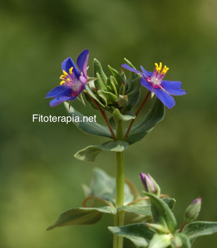 <i>Anagallis arvensis</i> ssp <i>foemina</i>