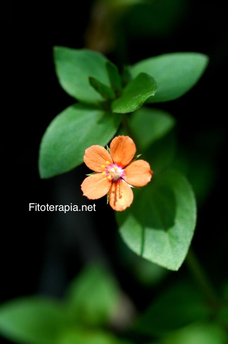 <i>Anagallis arvensis</i>