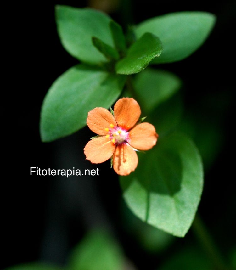 <i>Anagallis arvensis</i>