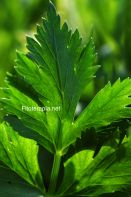 Plantas para la infertilidad masculina