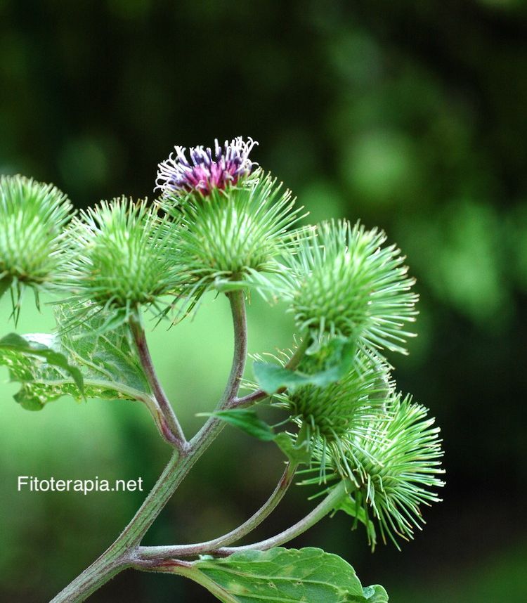 <i>Arctium lappa</i>