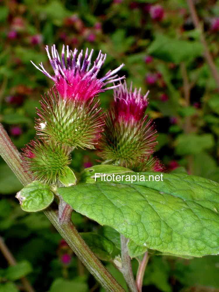 <i>Arctium minus</i>