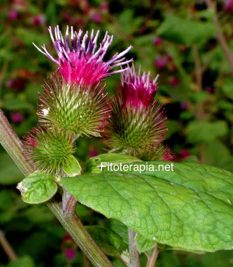 <i>Arctium minus</i>