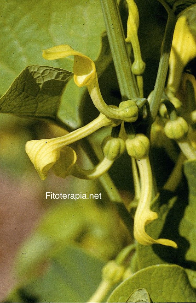 <i>Aristolochia clematitis</i>