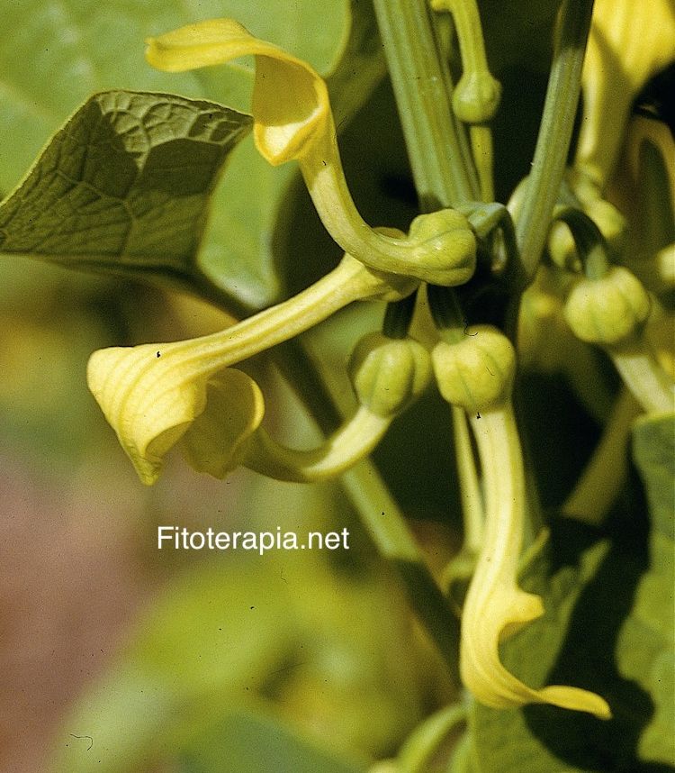 <i>Aristolochia clematitis</i>