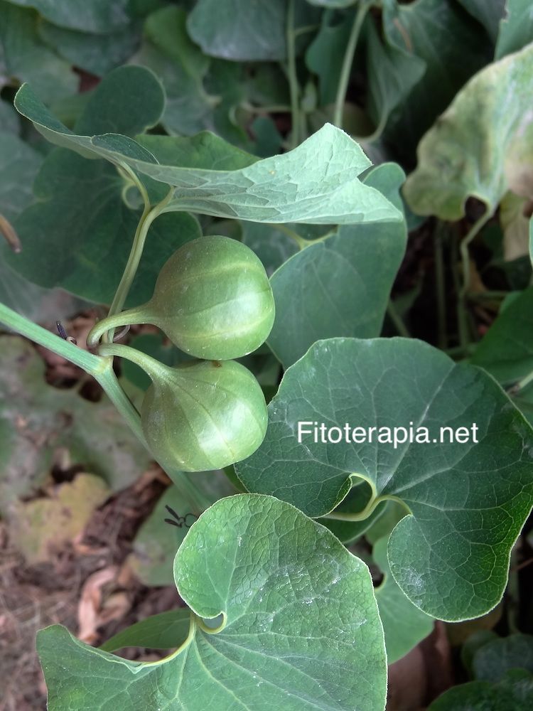 <i>Aristolochia clematitis</i>