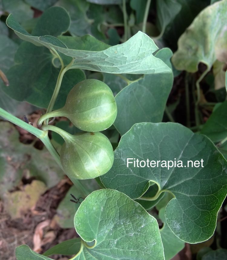 <i>Aristolochia clematitis</i>