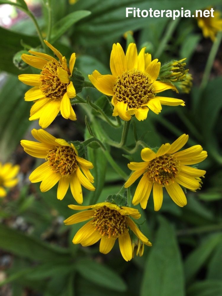 <i>Arnica chamisonis</i>