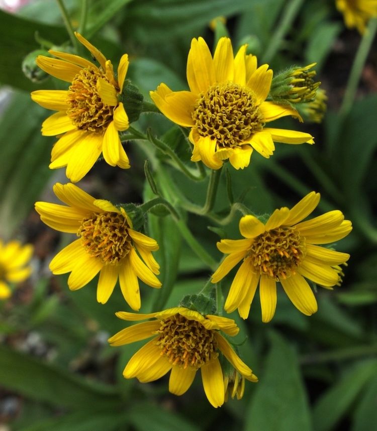 <i>Arnica chamisonis</i>