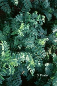Etnofarmacología de especies de <i>Astragalus</i>