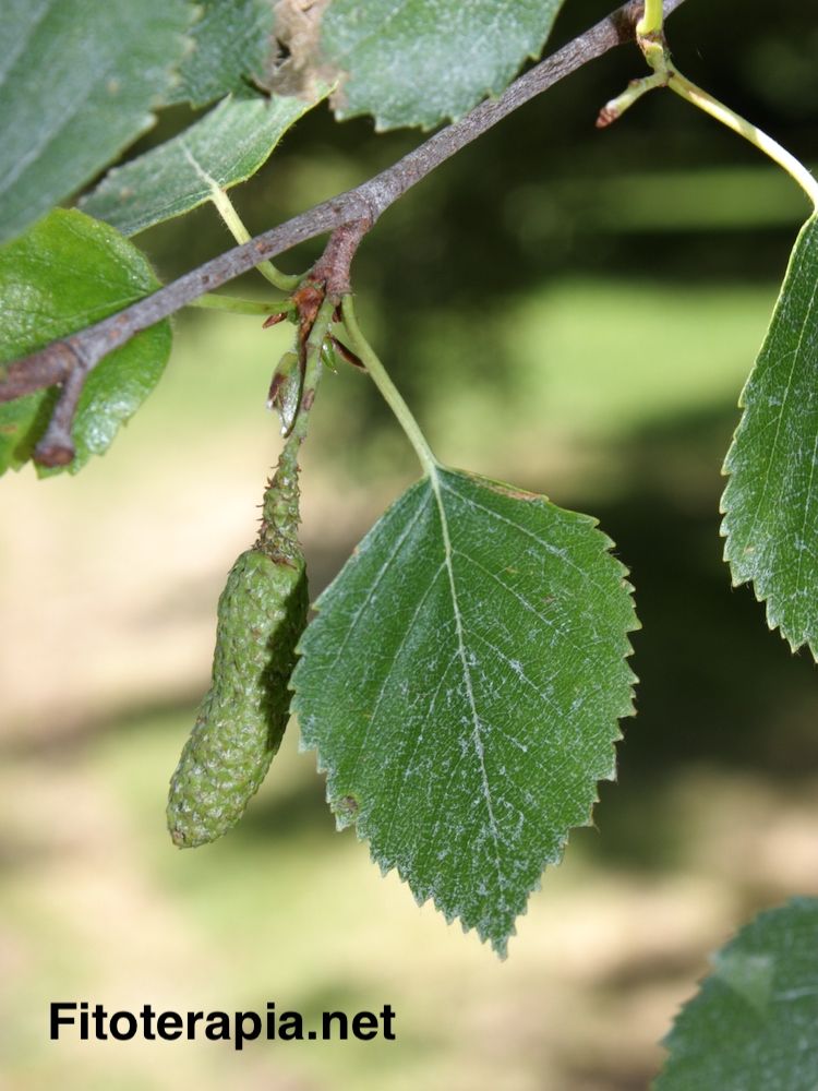 <i>Betula pubescens</i>