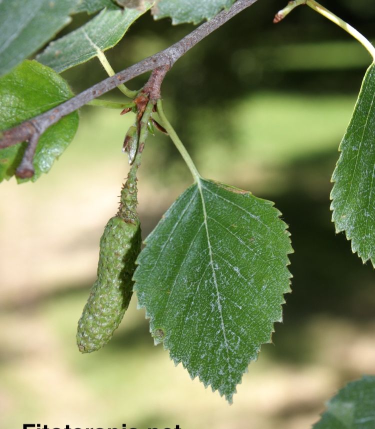 <i>Betula pubescens</i>