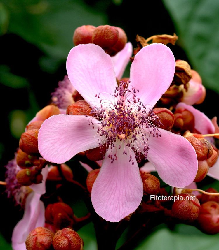 Achiote