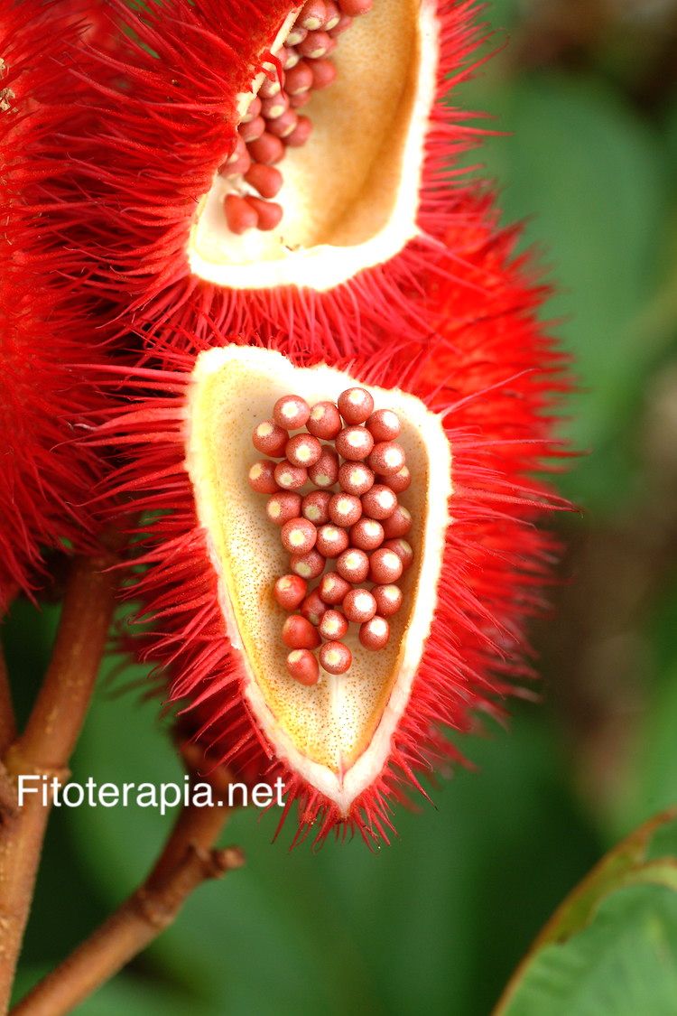 Achiote