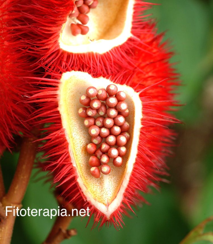 Achiote