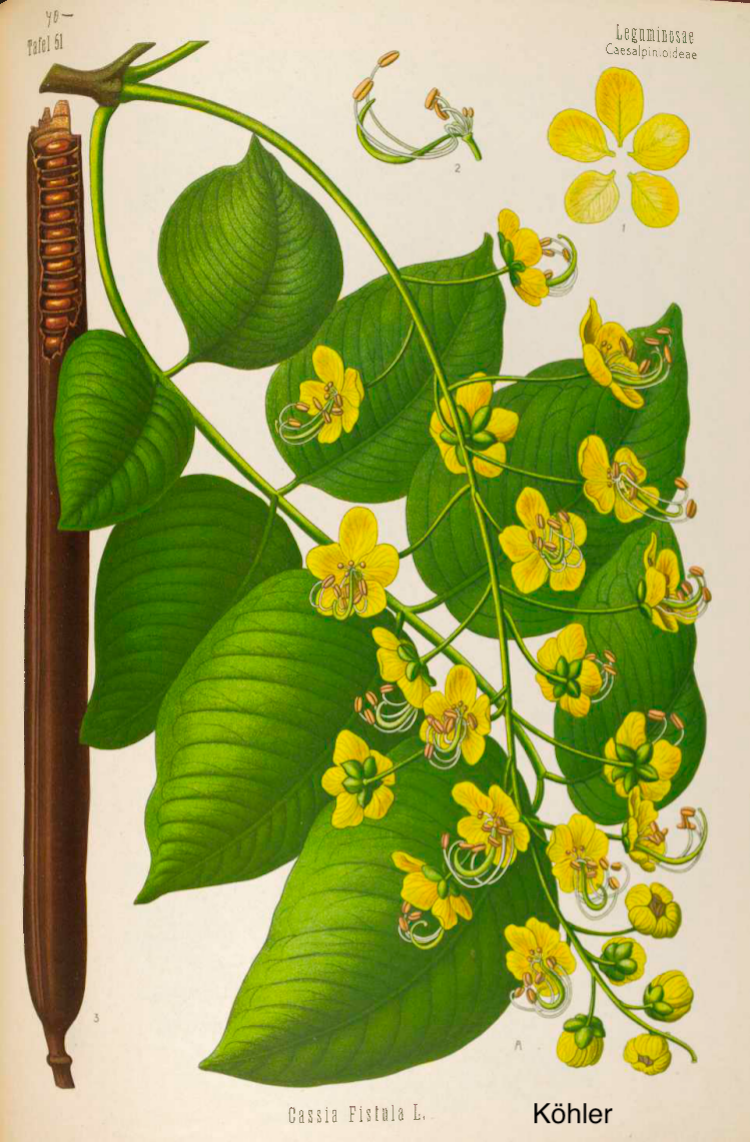 Caña fístula