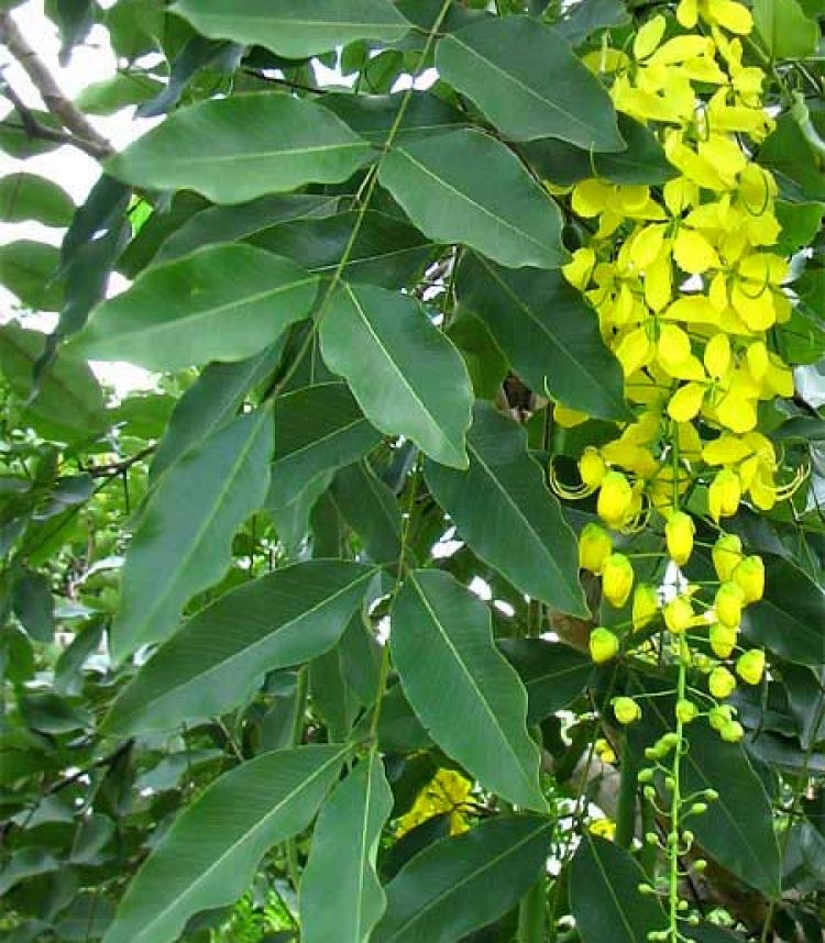Caña fístula