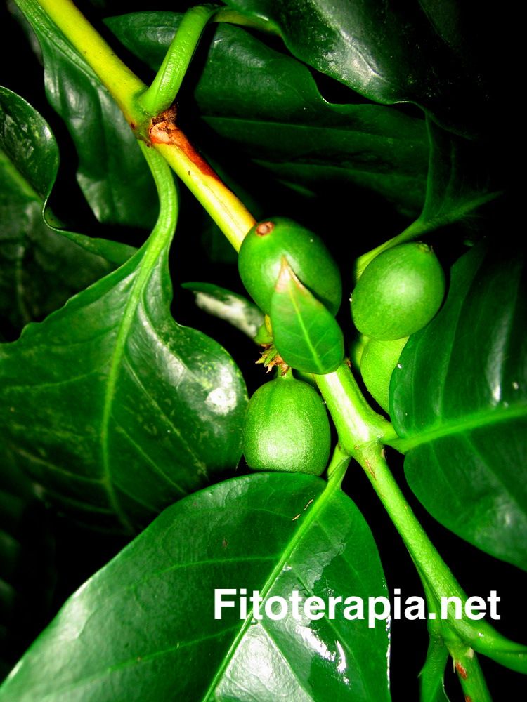 <i>Coffea arabica</i>