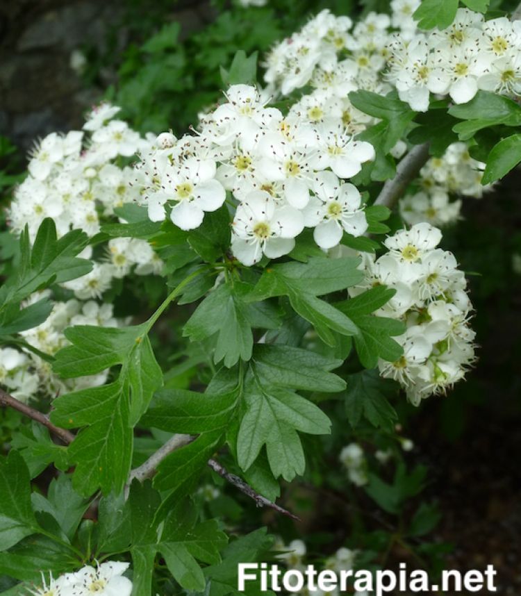 Espino albar, flor