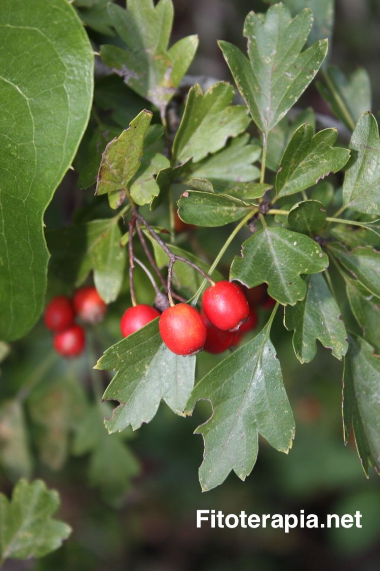 Espino albar, fruto