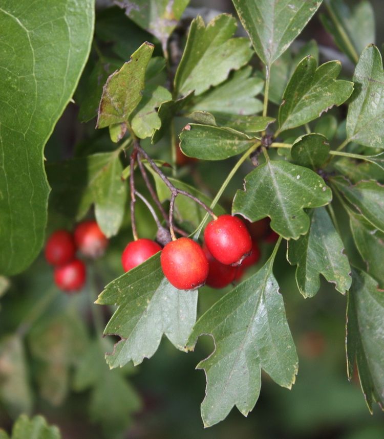 Espino albar, fruto