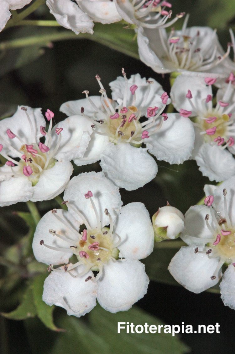 Espino albar, flor