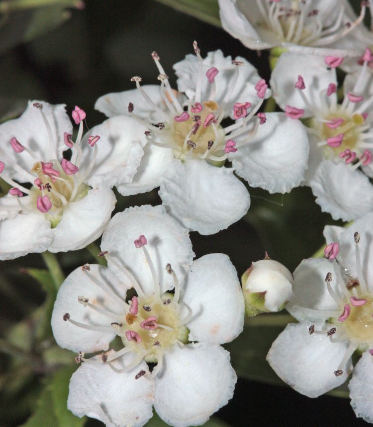 Espino albar, flor