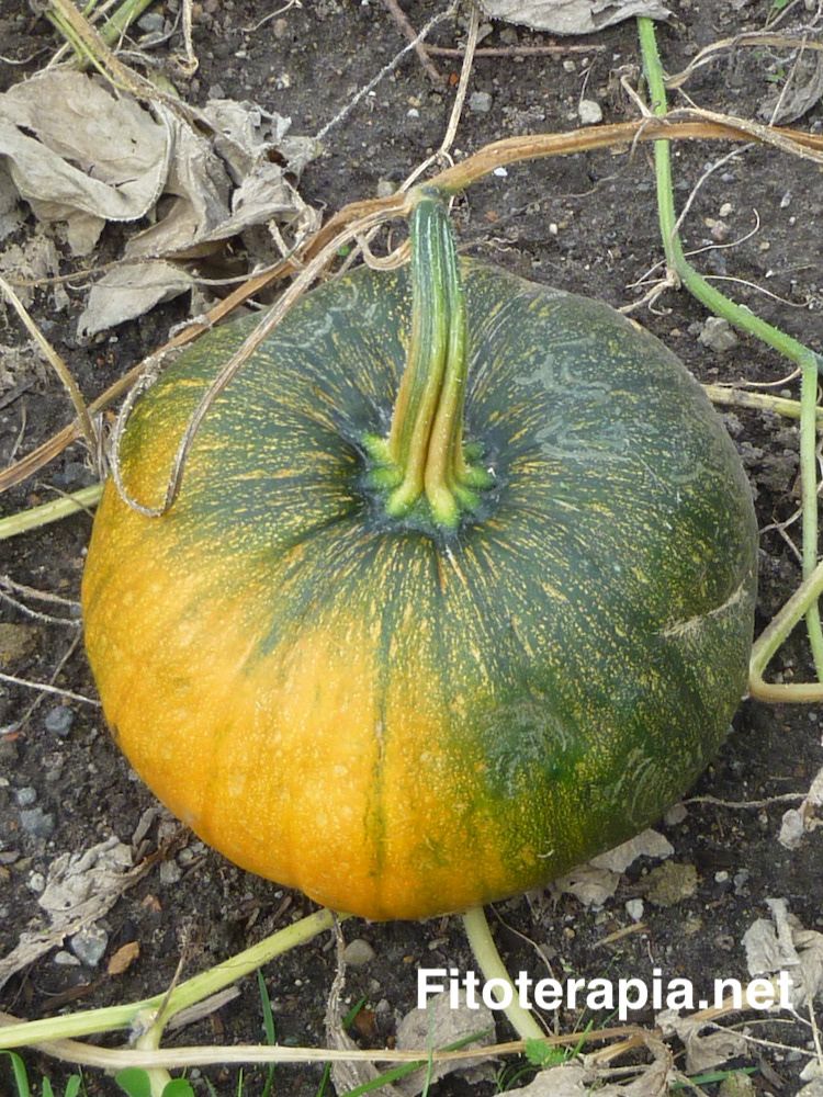 Calabaza