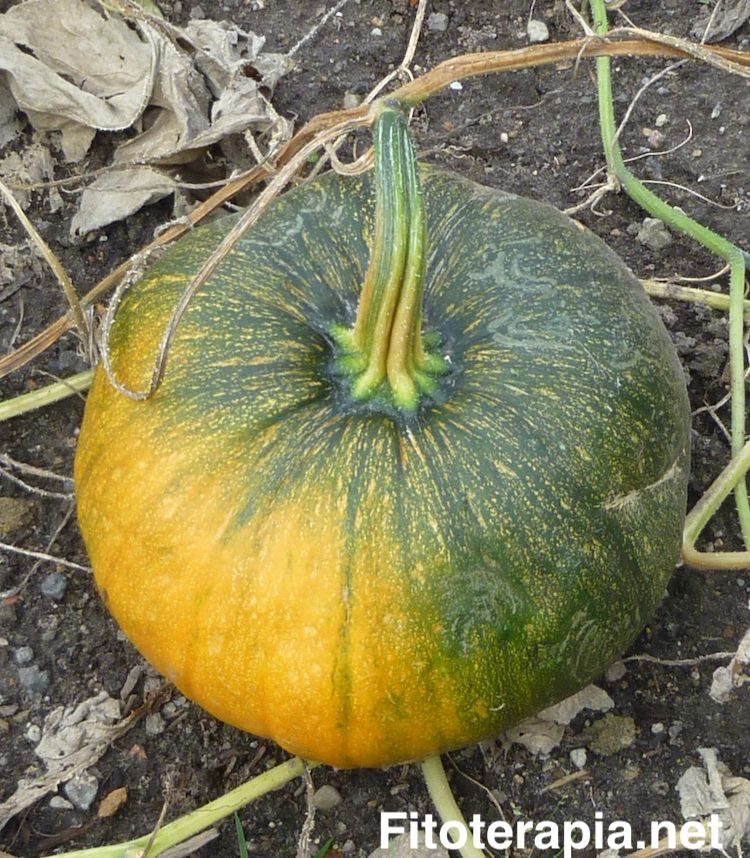 Calabaza