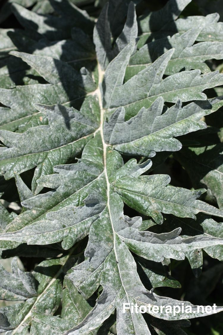 Hoja de alcachofera