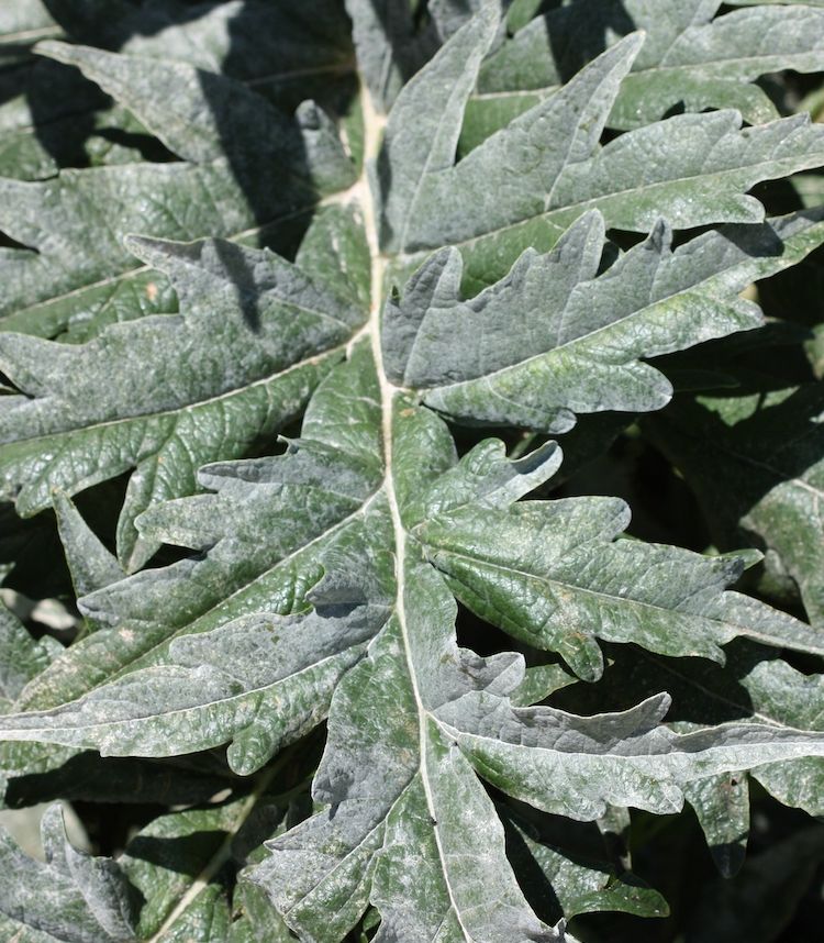 Hoja de alcachofera