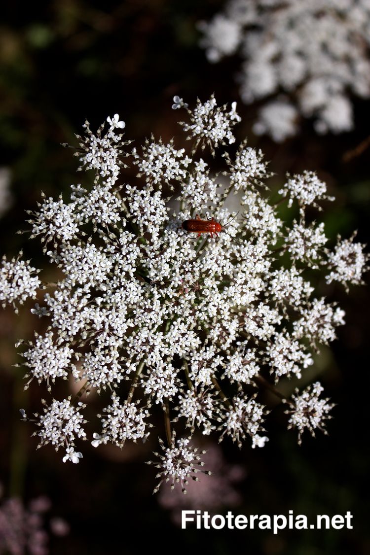 Zanahoria, inflorescencia