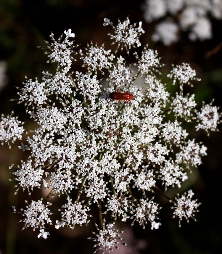 Zanahoria, inflorescencia