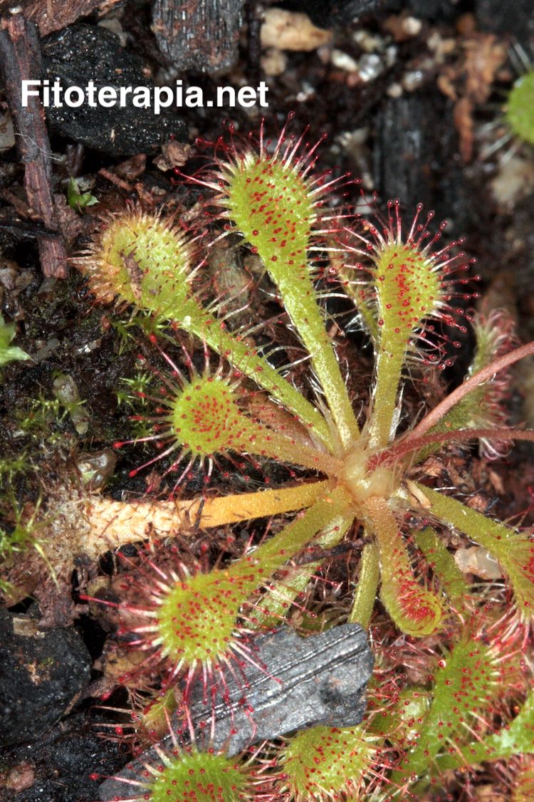 Drosera rotundifolia