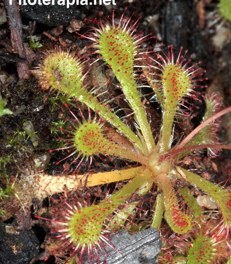 Drosera rotundifolia